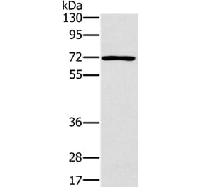 PLS3 Antibody from Signalway Antibody (36696) - Antibodies.com