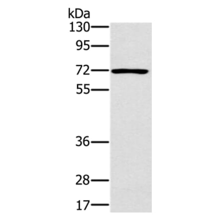 PLS3 Antibody from Signalway Antibody (36696) - Antibodies.com