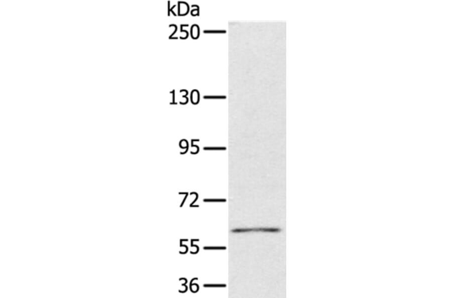 PDP1 Antibody from Signalway Antibody (36700) - Antibodies.com