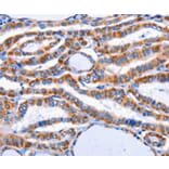 Immunohistochemistry - IAPP Antibody from Signalway Antibody (36738) - Antibodies.com