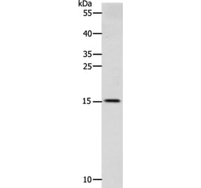 CST3 Antibody from Signalway Antibody (36752) - Antibodies.com