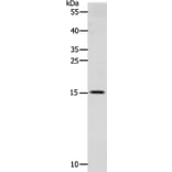CST3 Antibody from Signalway Antibody (36752) - Antibodies.com