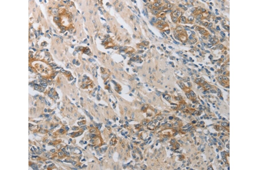 Immunohistochemistry - CST3 Antibody from Signalway Antibody (36752) - Antibodies.com