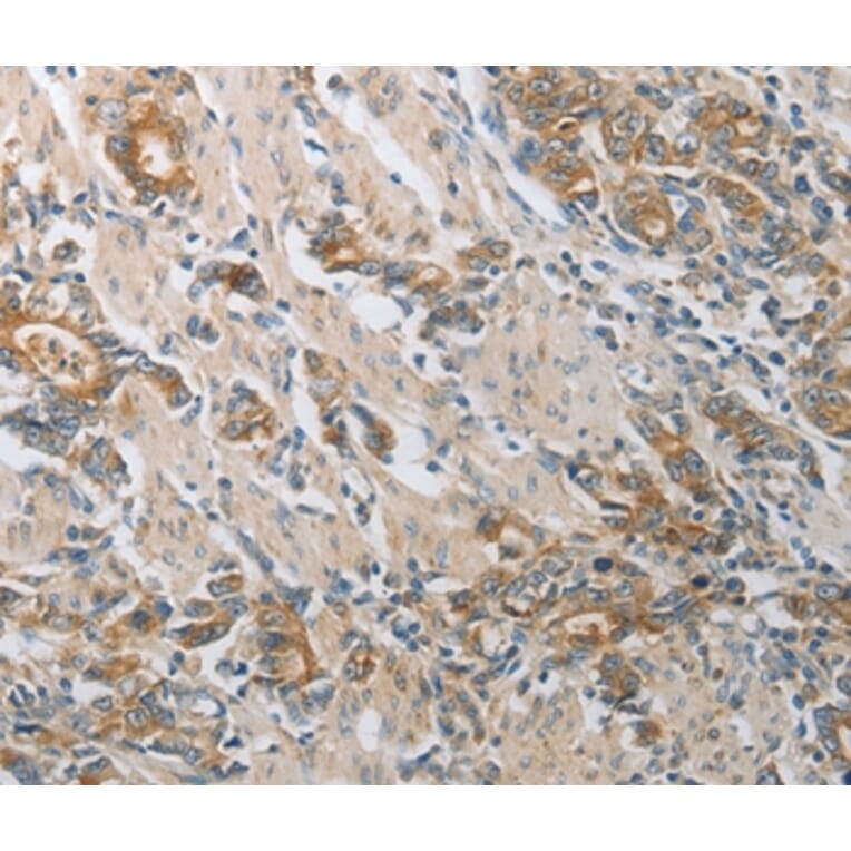 Immunohistochemistry - CST3 Antibody from Signalway Antibody (36752) - Antibodies.com