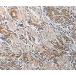 Immunohistochemistry - CST3 Antibody from Signalway Antibody (36752) - Antibodies.com