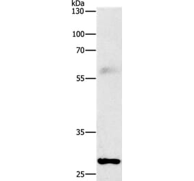 FGF2 Antibody from Signalway Antibody (36769) - Antibodies.com