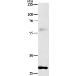 FGF2 Antibody from Signalway Antibody (36769) - Antibodies.com