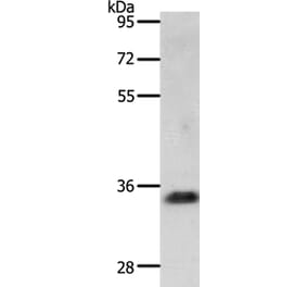 JUND Antibody from Signalway Antibody (36793) - Antibodies.com