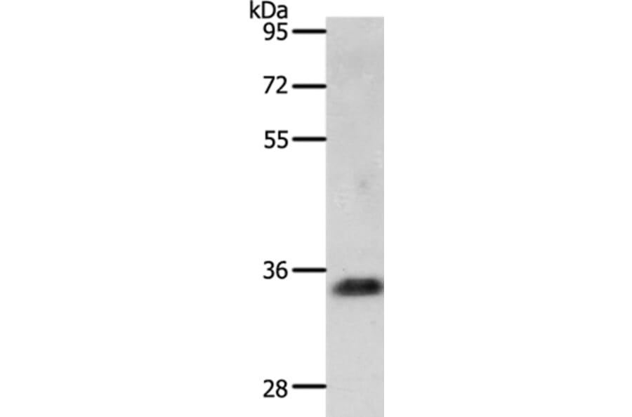 JUND Antibody from Signalway Antibody (36793) - Antibodies.com