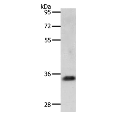 JUND Antibody from Signalway Antibody (36793) - Antibodies.com