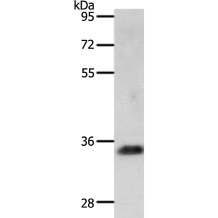 JUND Antibody from Signalway Antibody (36793) - Antibodies.com