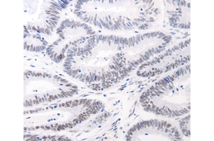 Immunohistochemistry - JUND Antibody from Signalway Antibody (36793) - Antibodies.com