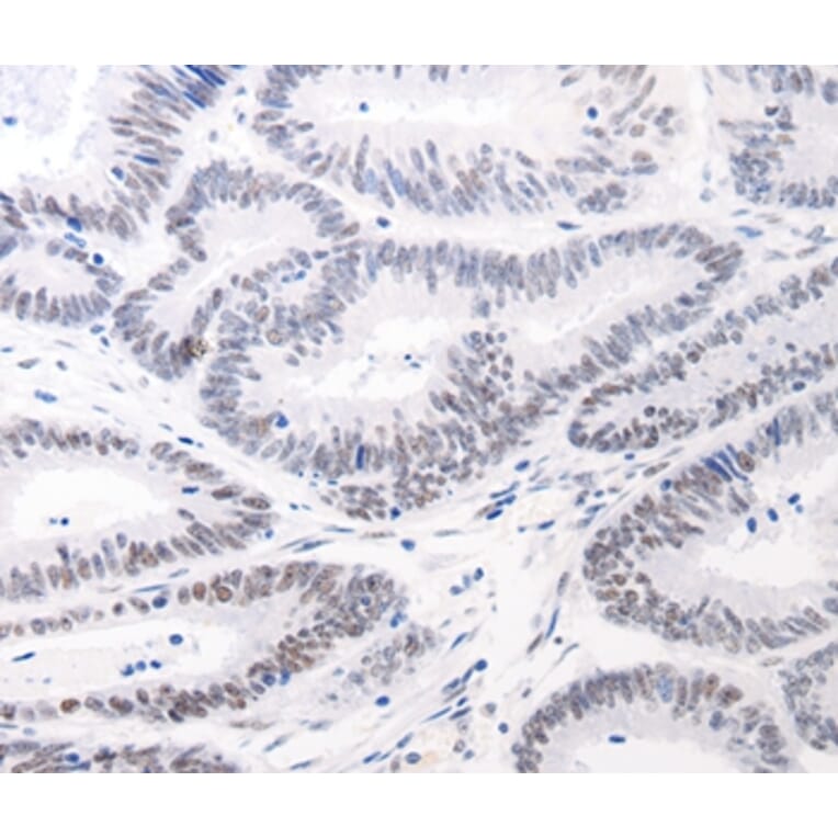 Immunohistochemistry - JUND Antibody from Signalway Antibody (36793) - Antibodies.com