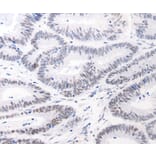 Immunohistochemistry - JUND Antibody from Signalway Antibody (36793) - Antibodies.com