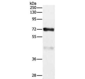 CPT2 Antibody from Signalway Antibody (36802) - Antibodies.com
