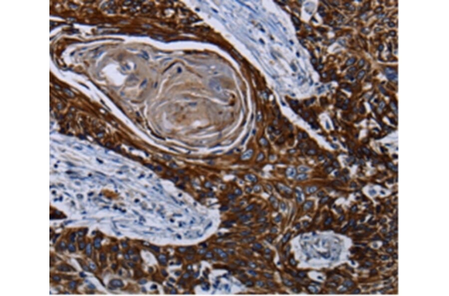 Immunohistochemistry - CPT2 Antibody from Signalway Antibody (36802) - Antibodies.com