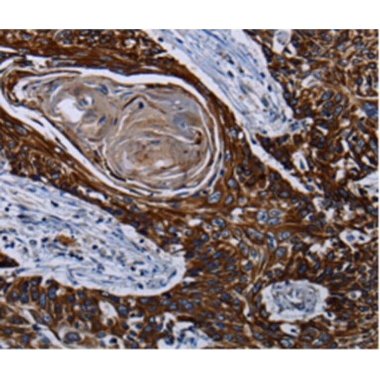 Immunohistochemistry - CPT2 Antibody from Signalway Antibody (36802) - Antibodies.com