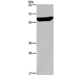 EGR4 Antibody from Signalway Antibody (36837) - Antibodies.com