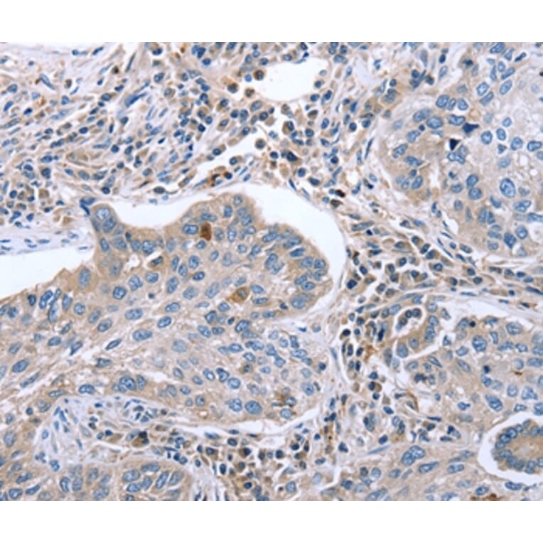 Immunohistochemistry - EGR4 Antibody from Signalway Antibody (36837) - Antibodies.com