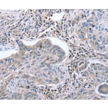 Immunohistochemistry - EGR4 Antibody from Signalway Antibody (36837) - Antibodies.com