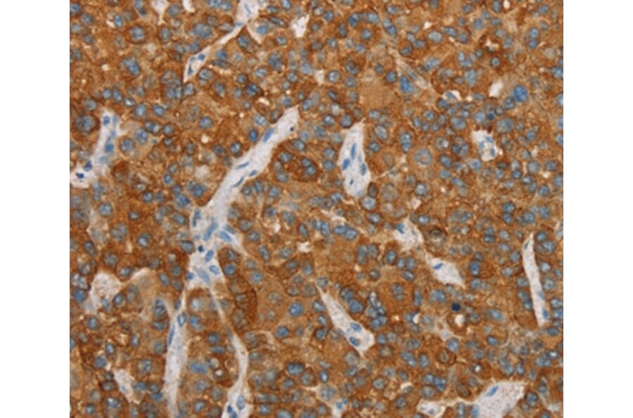 Immunohistochemistry - FOSB Antibody from Signalway Antibody (36855) - Antibodies.com