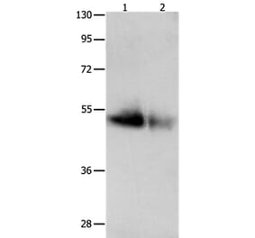 GDF6 Antibody from Signalway Antibody (36899) - Antibodies.com