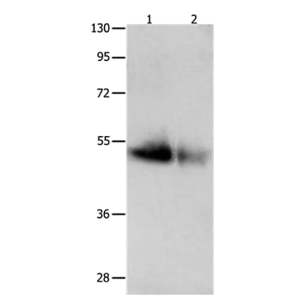 GDF6 Antibody from Signalway Antibody (36899) - Antibodies.com