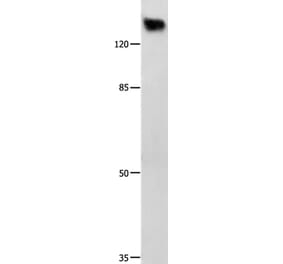 GRM1 Antibody from Signalway Antibody (36913) - Antibodies.com