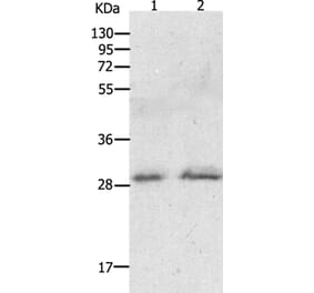GCH1 Antibody from Signalway Antibody (36919) - Antibodies.com