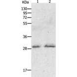 GCH1 Antibody from Signalway Antibody (36919) - Antibodies.com