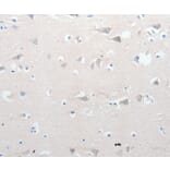 Immunohistochemistry - GCH1 Antibody from Signalway Antibody (36919) - Antibodies.com