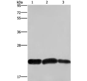 CBX3 Antibody from Signalway Antibody (36926) - Antibodies.com