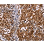 Immunohistochemistry - CBX3 Antibody from Signalway Antibody (36926) - Antibodies.com