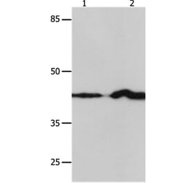 IRF1 Antibody from Signalway Antibody (36934) - Antibodies.com