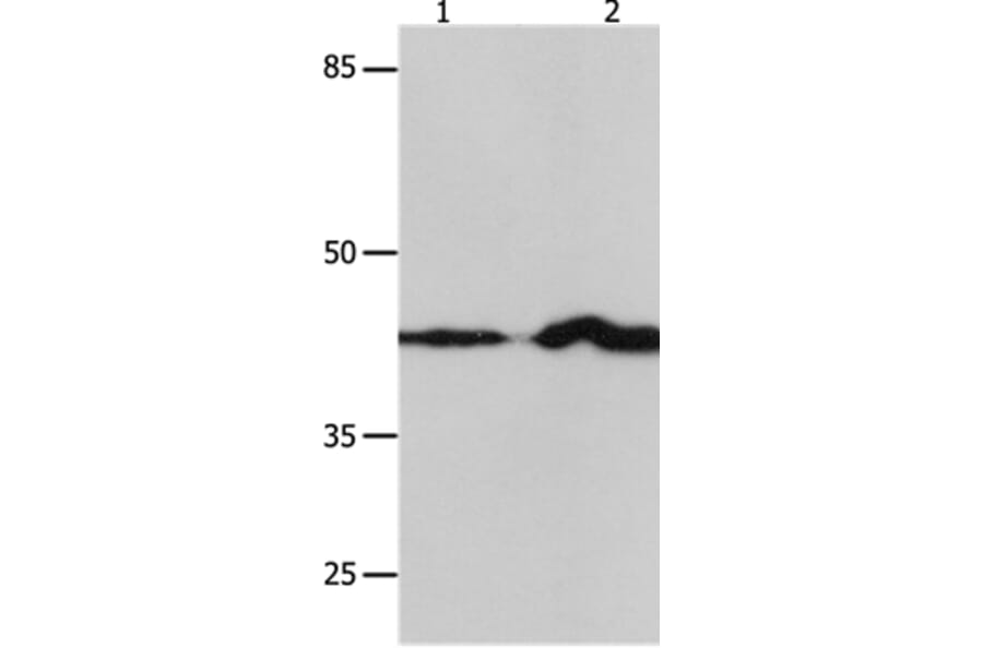 IRF1 Antibody from Signalway Antibody (36934) - Antibodies.com