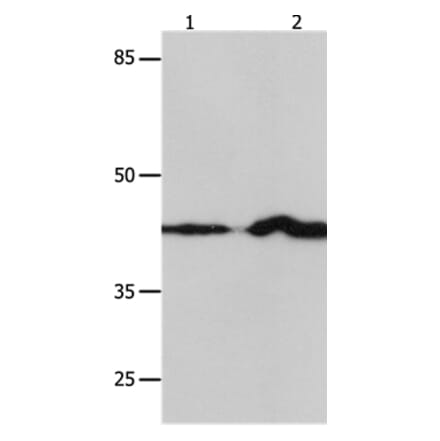 IRF1 Antibody from Signalway Antibody (36934) - Antibodies.com