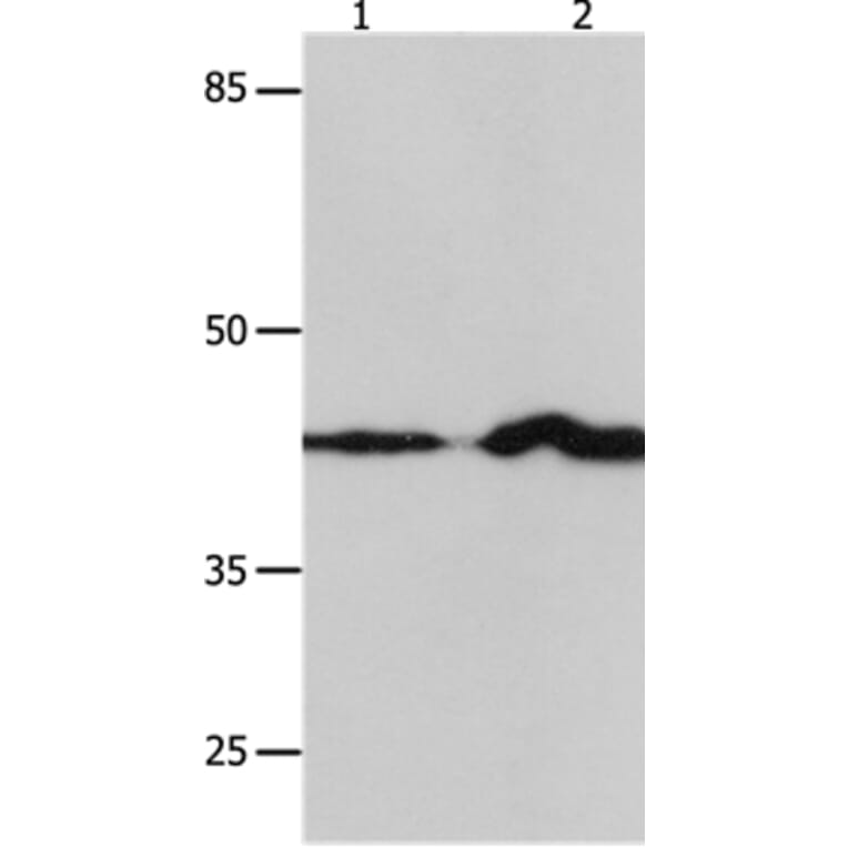 IRF1 Antibody from Signalway Antibody (36934) - Antibodies.com