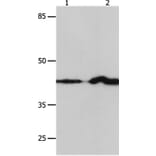 IRF1 Antibody from Signalway Antibody (36934) - Antibodies.com