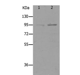 LEPR Antibody from Signalway Antibody (36949) - Antibodies.com