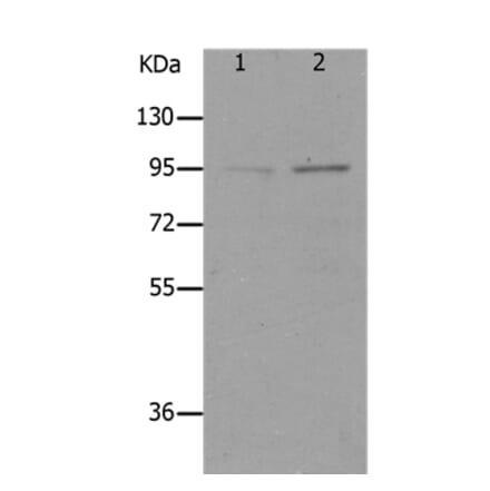 LEPR Antibody from Signalway Antibody (36949) - Antibodies.com