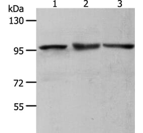 MCM4 Antibody from Signalway Antibody (36977) - Antibodies.com