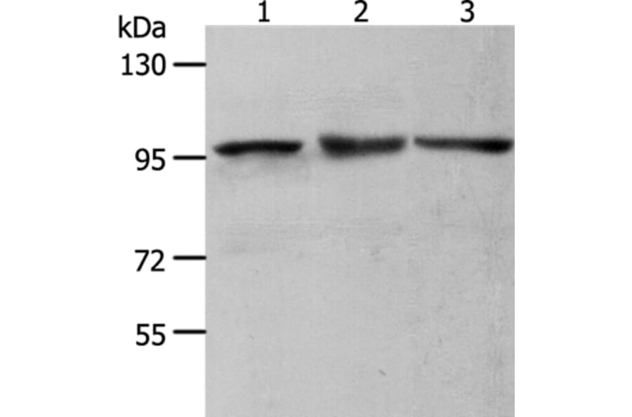 MCM4 Antibody from Signalway Antibody (36977) - Antibodies.com