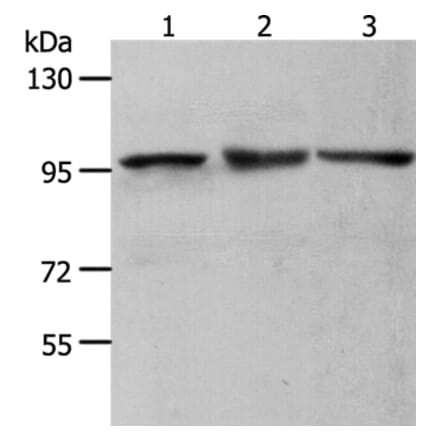 MCM4 Antibody from Signalway Antibody (36977) - Antibodies.com
