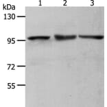 MCM4 Antibody from Signalway Antibody (36977) - Antibodies.com