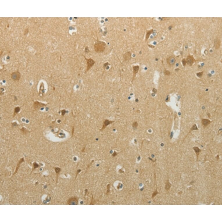 Immunohistochemistry - MCM4 Antibody from Signalway Antibody (36977) - Antibodies.com