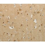 Immunohistochemistry - MCM4 Antibody from Signalway Antibody (36977) - Antibodies.com