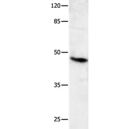 MLNR Antibody from Signalway Antibody (36990) - Antibodies.com
