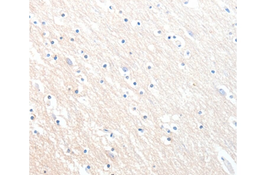 Immunohistochemistry - MLNR Antibody from Signalway Antibody (36990) - Antibodies.com