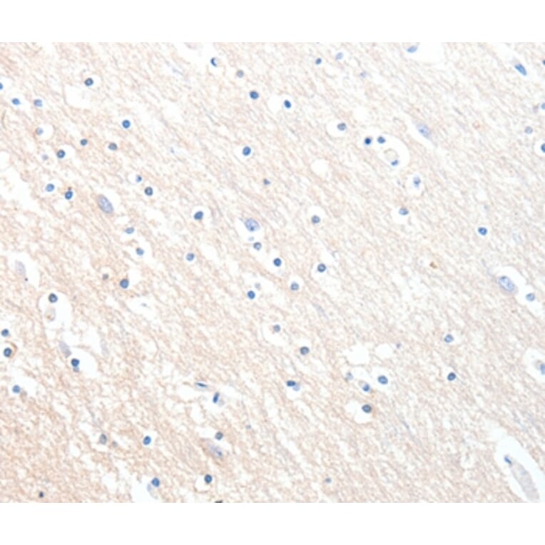 Immunohistochemistry - MLNR Antibody from Signalway Antibody (36990) - Antibodies.com