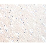 Immunohistochemistry - MLNR Antibody from Signalway Antibody (36990) - Antibodies.com